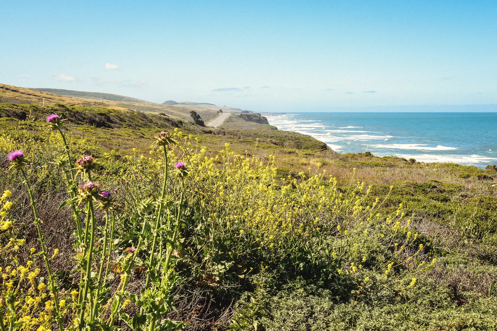 Photo of wildflowers on a coastal bluff above the ocean