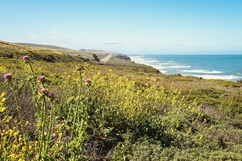 Photo of wildflowers on a coastal bluff above the ocean